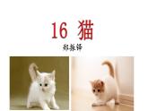 统编版语文七年级上册（2024）第17课《猫》课件