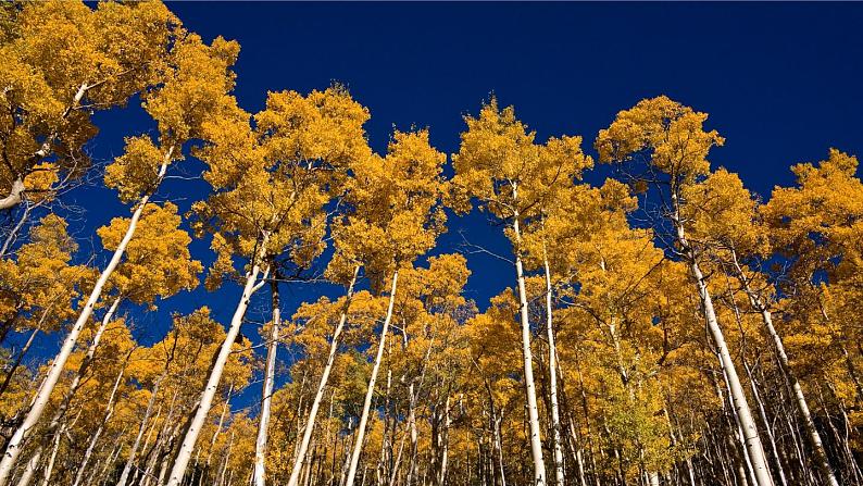 【人教部编版（2024）初中八年级语文 第4单元 15《白杨礼赞》第1课时课件第1页