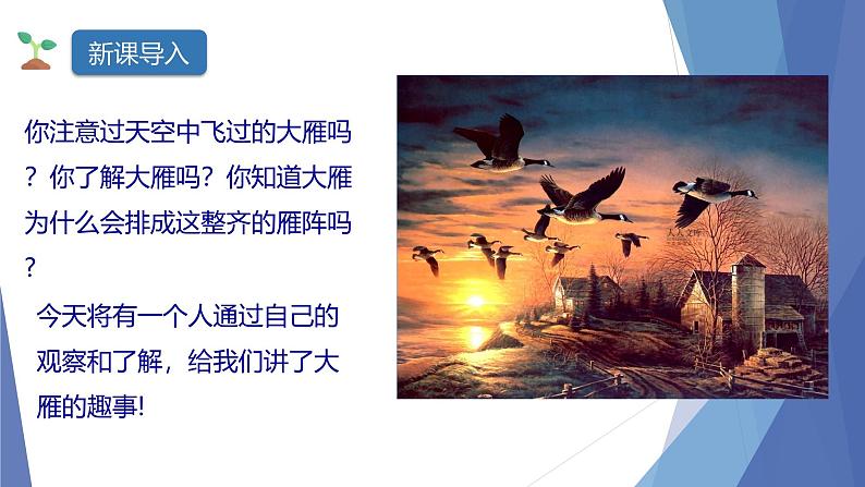 课件：部编版初中语文八年级下册第二单元第7课 大雁归来02