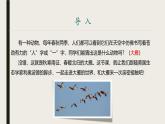 课件：部编版初中语文八年级下册第二单元第7课 大雁归来