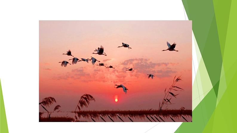 课件：部编版初中语文八年级下册第二单元第7课 大雁归来第4页