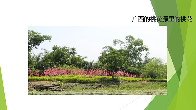 课件：部编版初中语文八年级下册第9课 桃花源记第5页