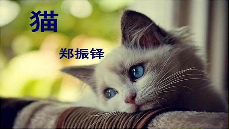 《猫》教学课件-2024-2025学年统编版七年级语文上册（2024）第1页