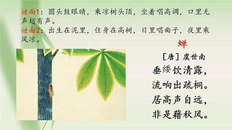 第21课《蝉》课件2024-2025学年统编版语文八年级上册第1页