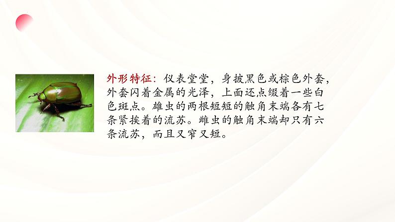 第五单元名著导读《昆虫记》课件2024—2025学年统编版语文八年级上册第7页