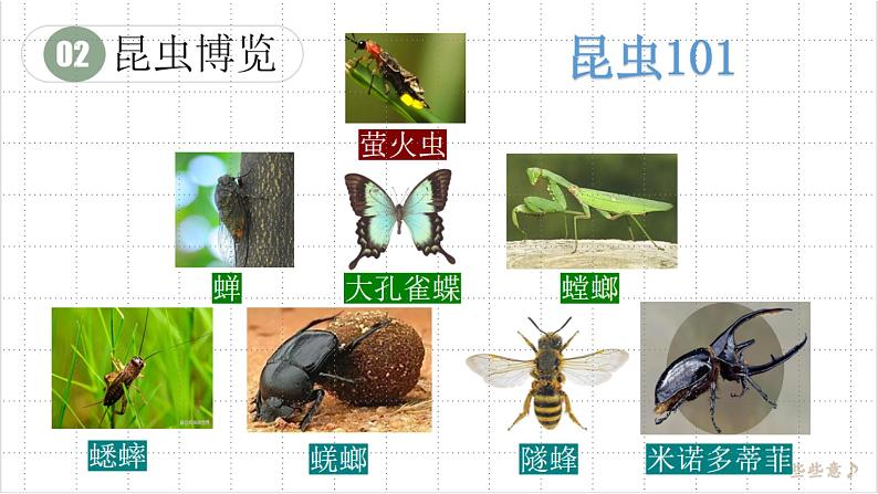 第五单元名著导读《昆虫记》课件2024-2025学年统编版语文八年级上册第7页