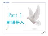 统编版语文七年级上册第18课《我的白鸽》教学课件