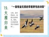 第19课《大雁归来》课件+2024—2025学年统编版语文七年级上册