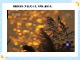 第19课《大雁归来》课件+2024—2025学年统编版语文七年级上册