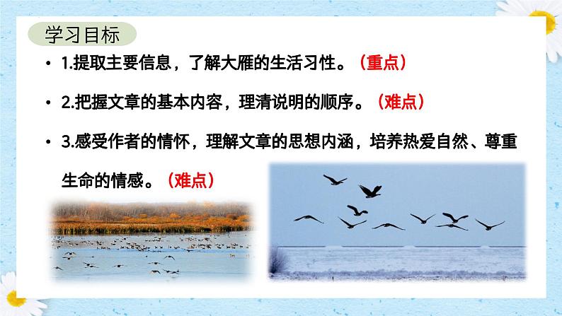 第19课《大雁归来》课件+2024—2025学年统编版语文七年级上册第3页