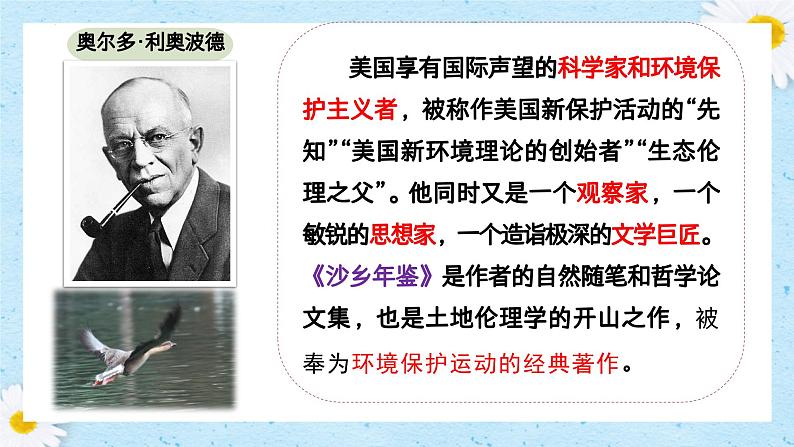 第19课《大雁归来》课件+2024—2025学年统编版语文七年级上册第5页