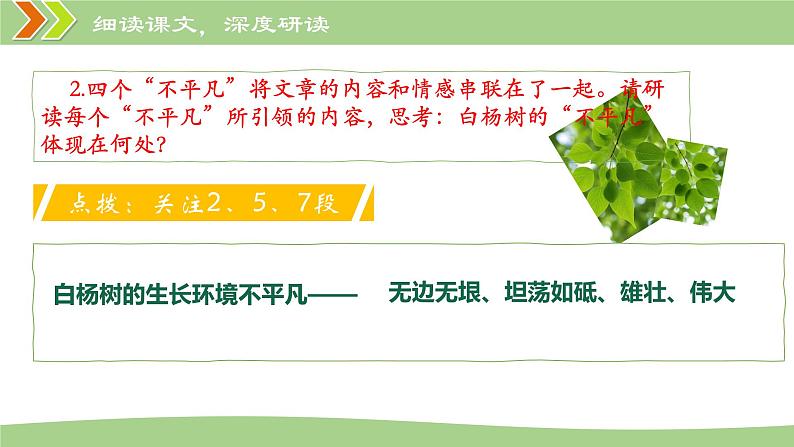 统编版语文八年级上册第15课《白杨礼赞》教学课件第8页