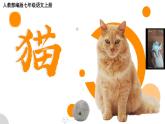 第17课《猫》课件=2024-2025学年统编版语文七年级上册
