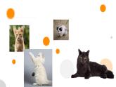 第17课《猫》课件=2024-2025学年统编版语文七年级上册