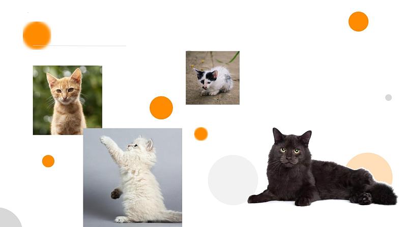 第17课《猫》课件=2024-2025学年统编版语文七年级上册第4页