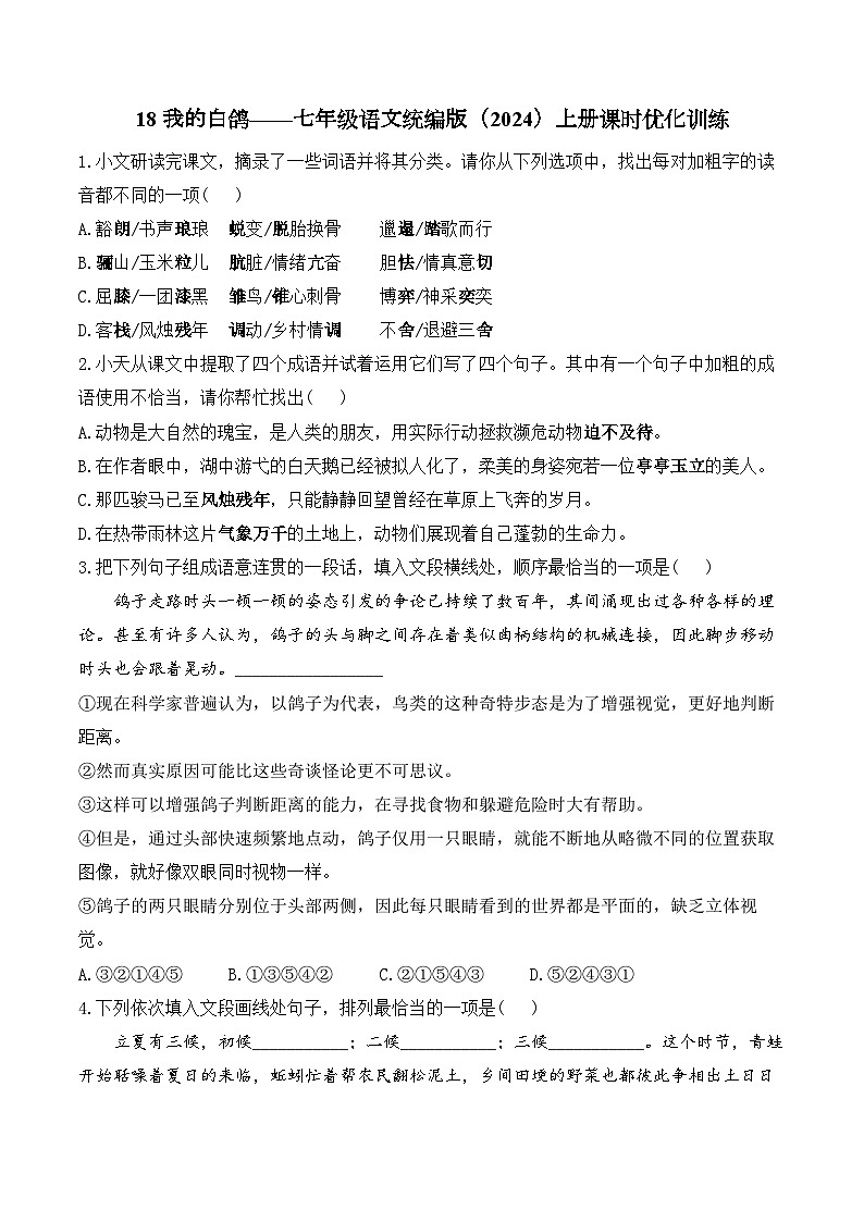 18 我的白鸽——七年级语文统编版（2024）上册课时优化训练（含解析）第1页