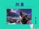 2024七年级语文上册第5单元第20课狼授课课件新人教版
