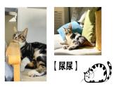 第17课《猫》课件-2024-2025学年统编版语文七年级上册（2024）