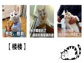 第17课《猫》课件-2024-2025学年统编版语文七年级上册（2024）