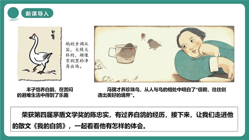 统编版语文七年级上册第18课《我的白鸽》课件第2页