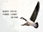 统编版语文七年级上册第19课《大雁归来》课件