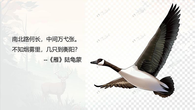 统编版语文七年级上册第19课《大雁归来》课件第4页
