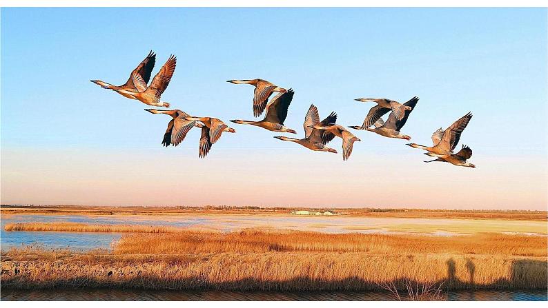 统编版语文七年级上册（2024）第19课《大雁归来》课件第1页