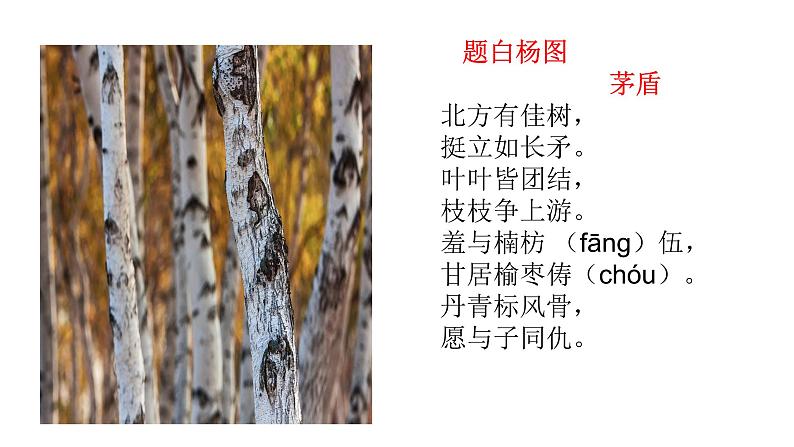 统编版语文八年级上册同步课件15《白杨礼赞》第2页