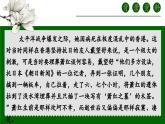 人教部编版初中语文九年级下册 《3.短诗五首-萧红墓畔口占》课件+教案