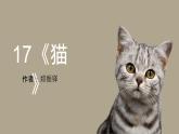 初中语文人教部编版七年级上册 17 猫 课件