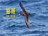 人教部编版（2024）九年级语文下册4海燕精品课件