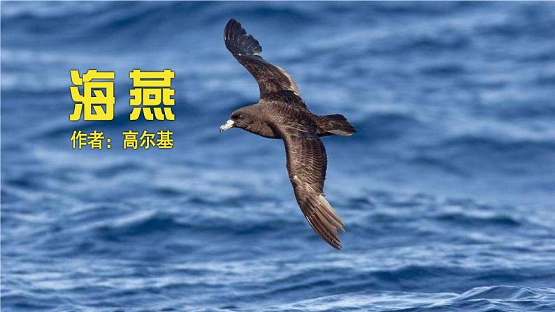 人教部编版（2024）九年级语文下册4海燕精品课件第1页