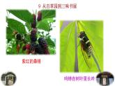 2024語文部編版七年級上冊第三單元 9 從百草園到三味書屋 課件+教學(xué)設(shè)計(jì)+同步練習(xí)+說課稿