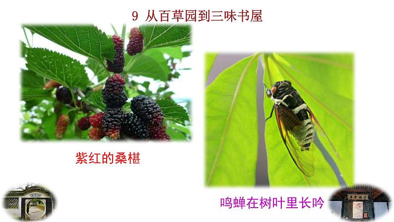 2024语文部编版七年级上册第三单元9  从百草园到三味书屋教学课件ppt第2页