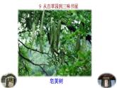 2024語文部編版七年級上冊第三單元 9 從百草園到三味書屋 課件+教學(xué)設(shè)計(jì)+同步練習(xí)+說課稿