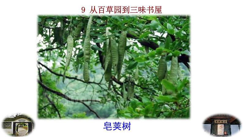 2024语文部编版七年级上册第三单元9  从百草园到三味书屋教学课件ppt第3页