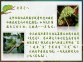 人教部编版初中语文九年级下册 《6.变色龙》课件+教案
