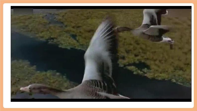 第19课 大雁归来 第1课时 课件第3页