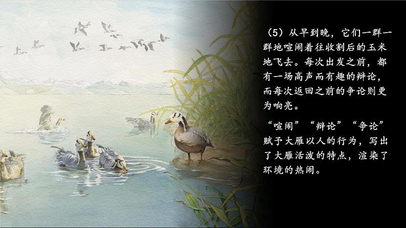 第19课 大雁归来 第2课时 课件第7页