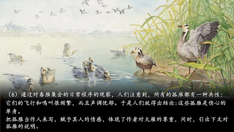 第19课 大雁归来 第2课时 课件第8页