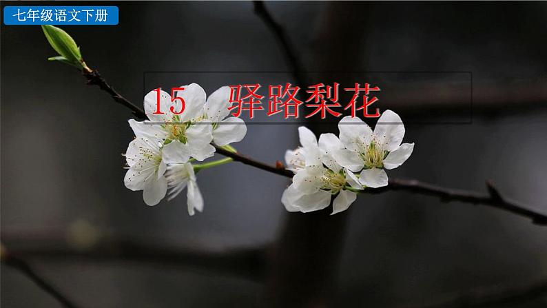 15 驿路梨花第1页