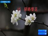 部编版（2024）语文七年级下册 第4单元 15 驿路梨花 PPT课件+教案+练习