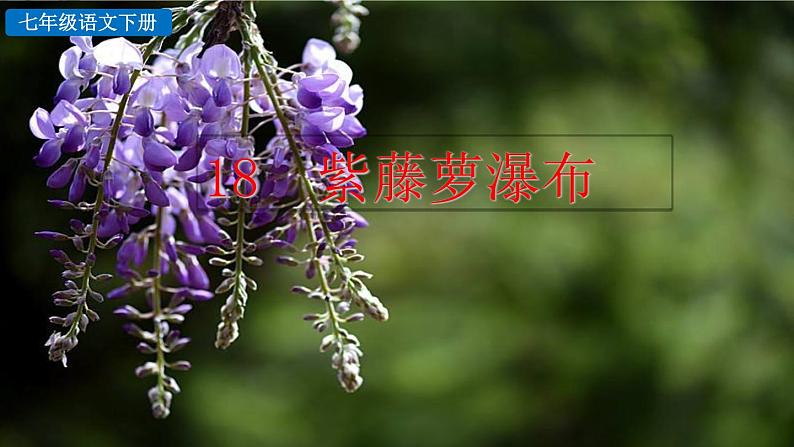 18 紫藤萝瀑布第1页