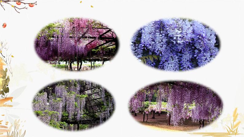 18  紫藤萝瀑布第1页