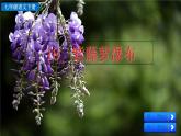 部编版（2024）语文七年级下册 第5单元 19 紫藤萝瀑布 PPT课件+教案+练习