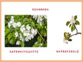 【新課標(biāo)核心素養(yǎng)】部編版語文八年級下冊第5課 大自然的語言 第2課時 課件+同步教案