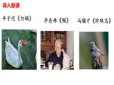 初中语文人教部编版（2024）七年级上册（2024） 18 我的白鸽 课件