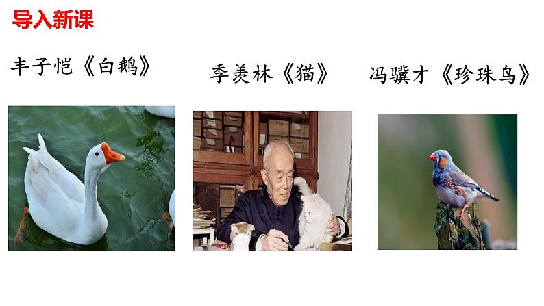 初中语文人教部编版（2024）七年级上册（2024） 18 我的白鸽 课件第1页