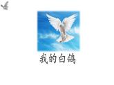 初中语文人教部编版（2024）七年级上册（2024） 18 我的白鸽 课件