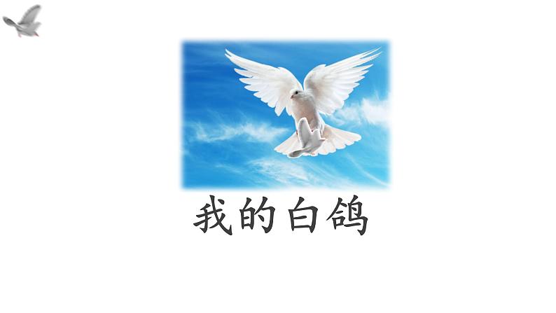 初中语文人教部编版（2024）七年级上册（2024） 18 我的白鸽 课件第2页